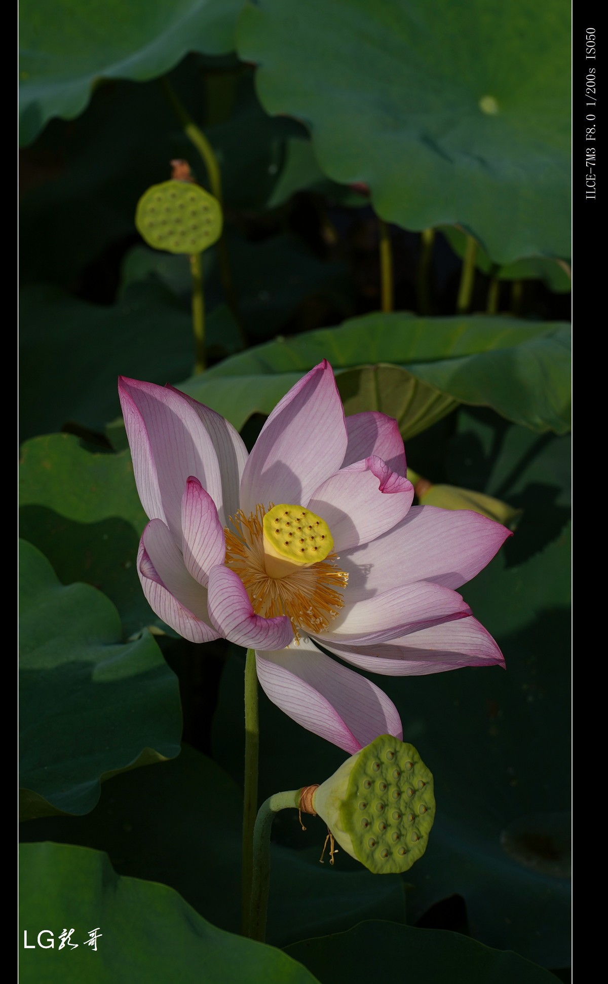 接天莲叶无穷碧，映日荷花别样红