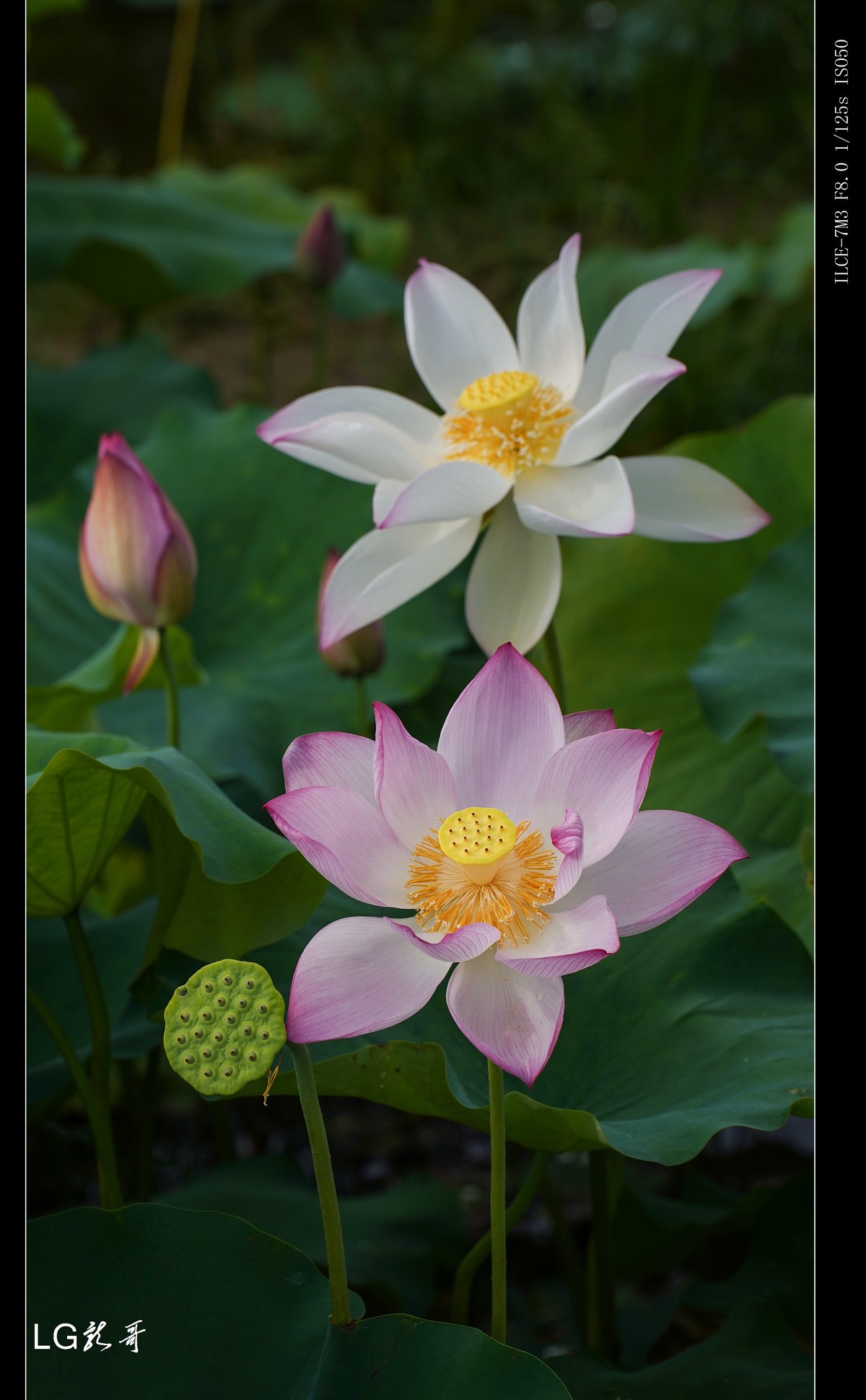 接天莲叶无穷碧，映日荷花别样红