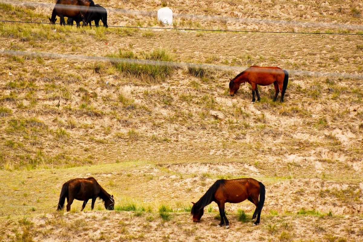 西北山丹军马一览