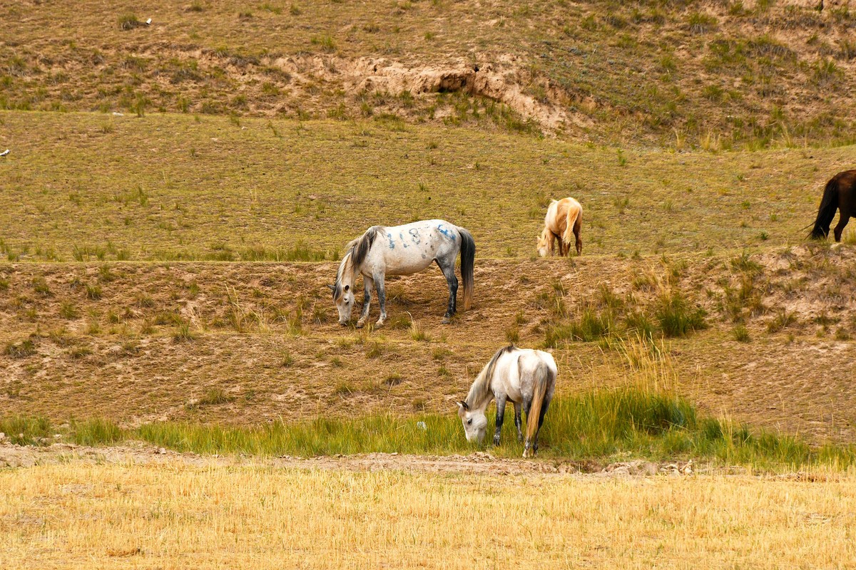西北山丹军马一览