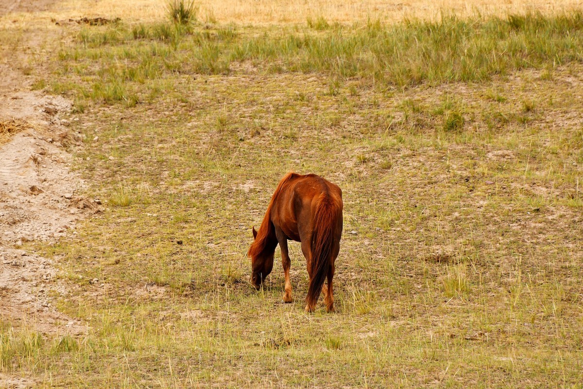 西北山丹军马一览