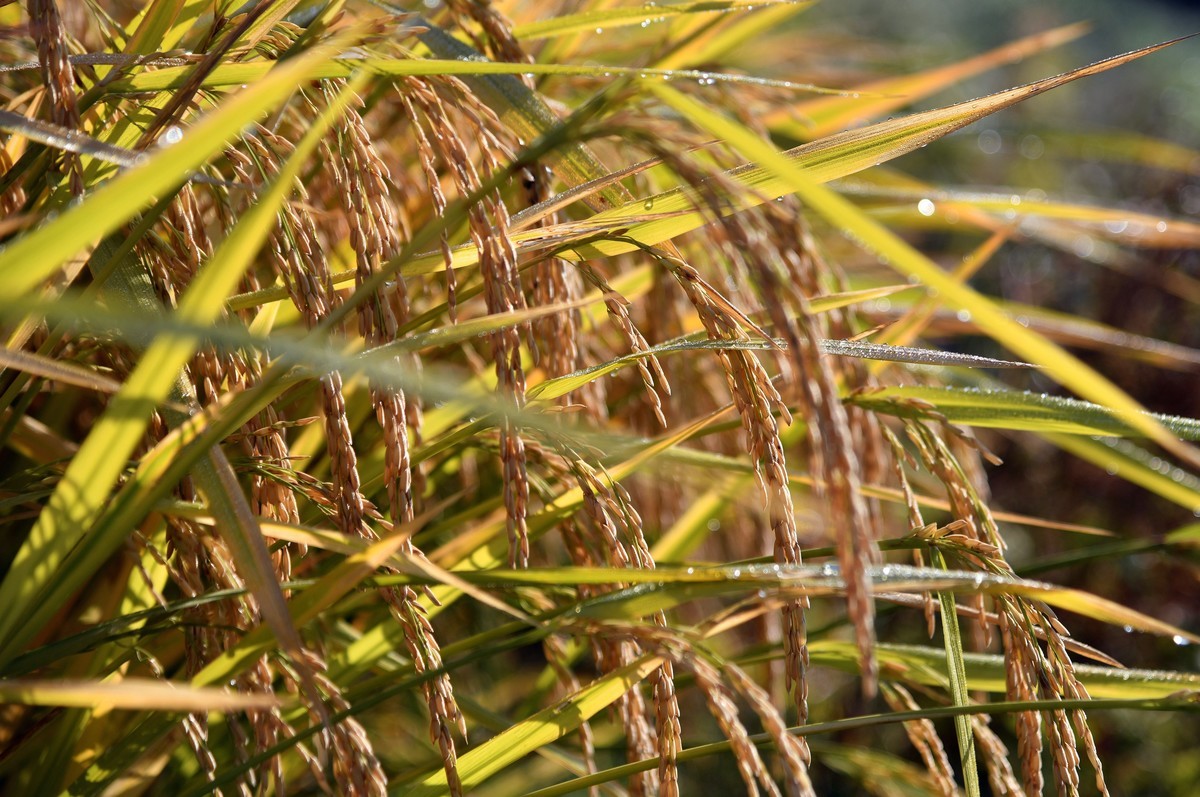 稻谷漂香 秋收正忙