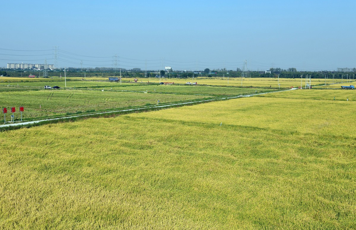 稻谷漂香 秋收正忙