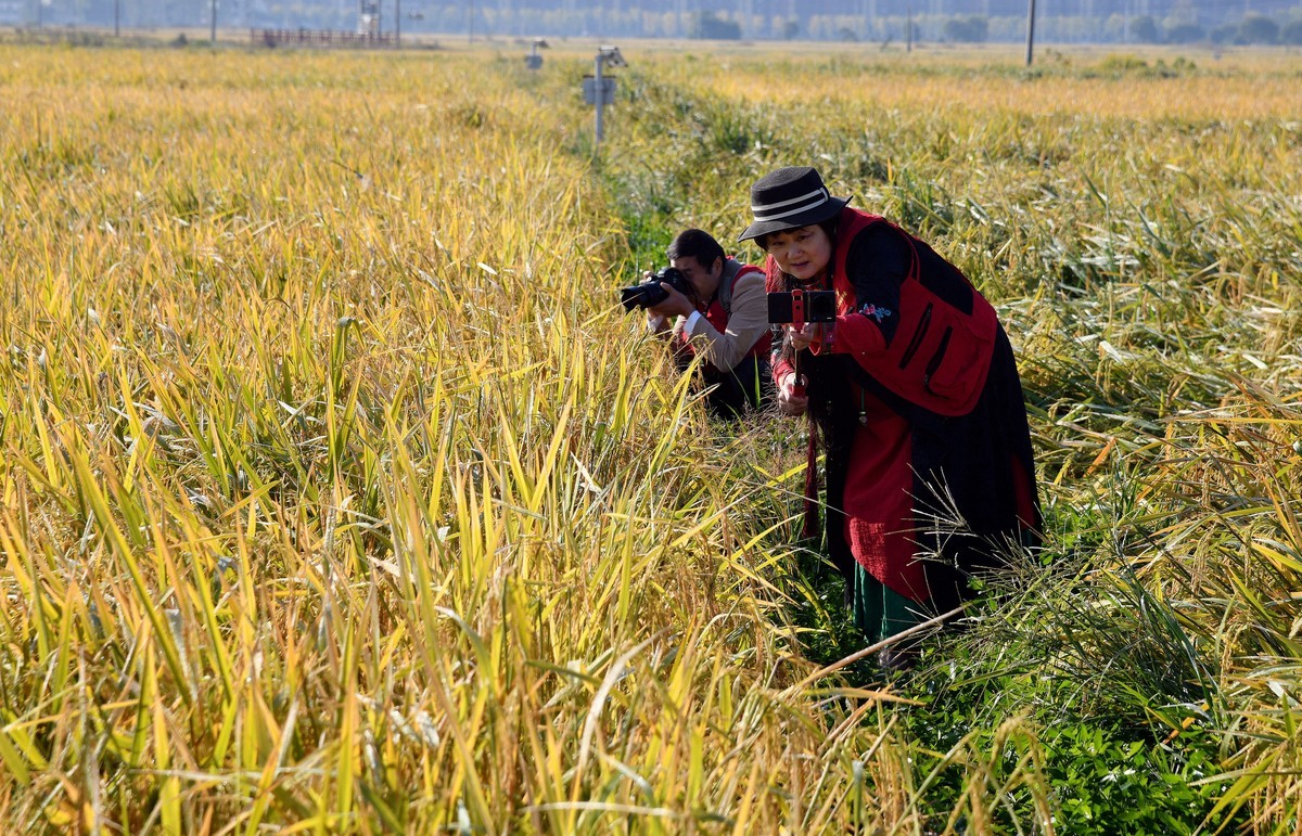 稻谷漂香 秋收正忙