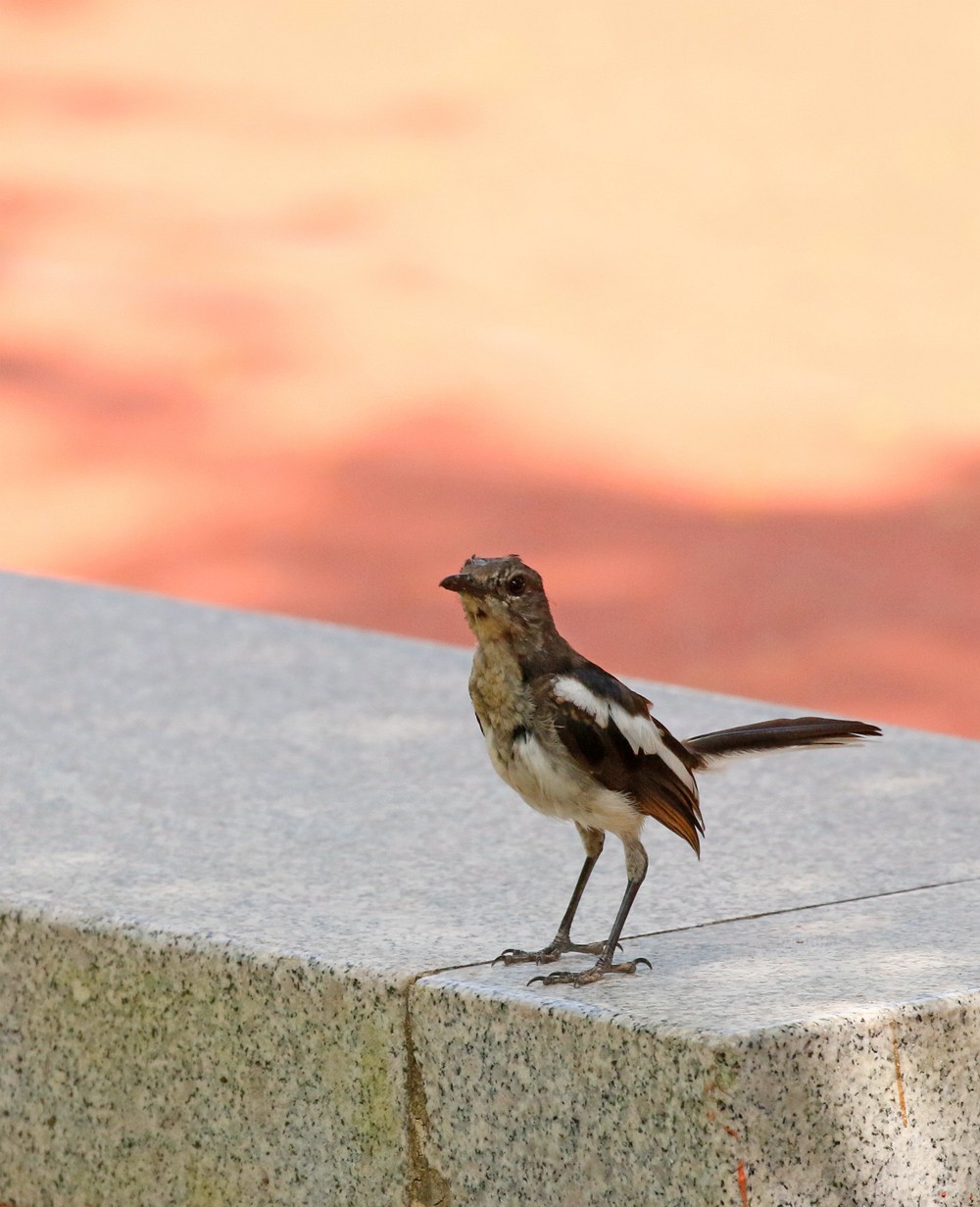 小鸟模特儿站队