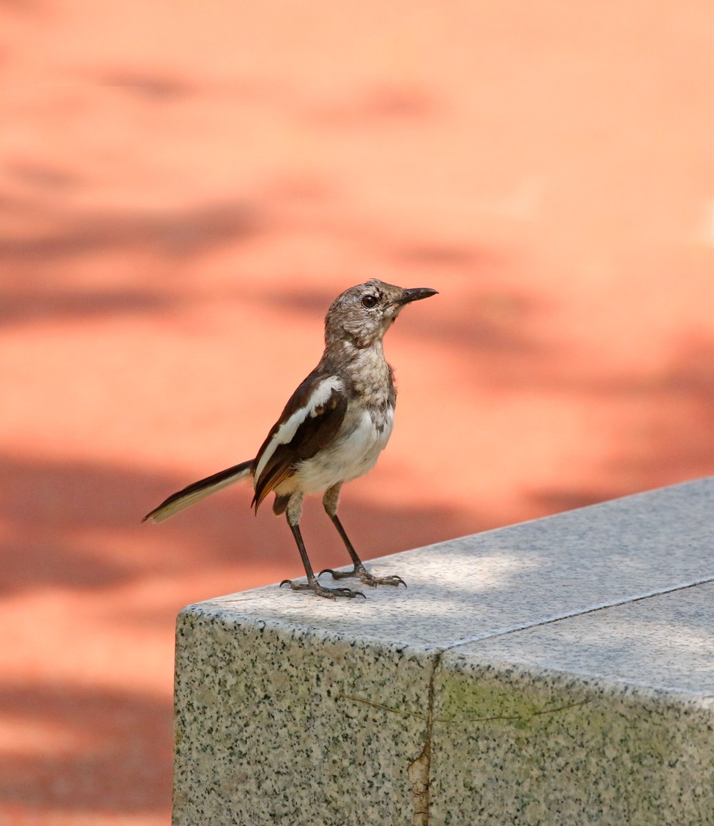 小鸟模特儿站队