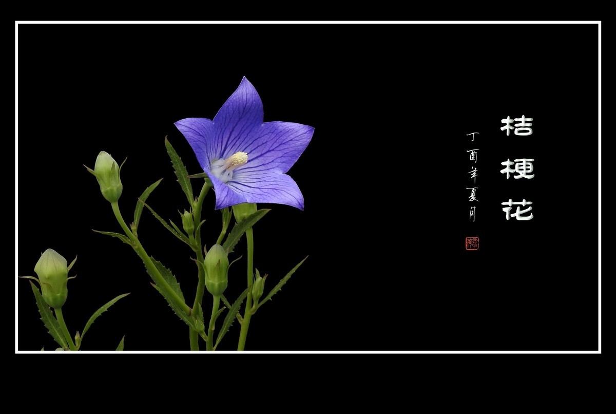 蓝色的五角星真漂亮-桔梗花