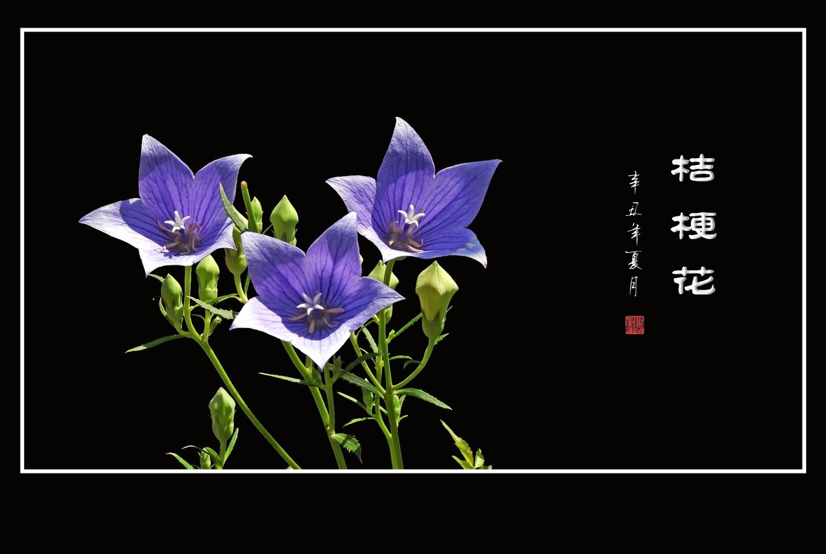 蓝色的五角星真漂亮-桔梗花