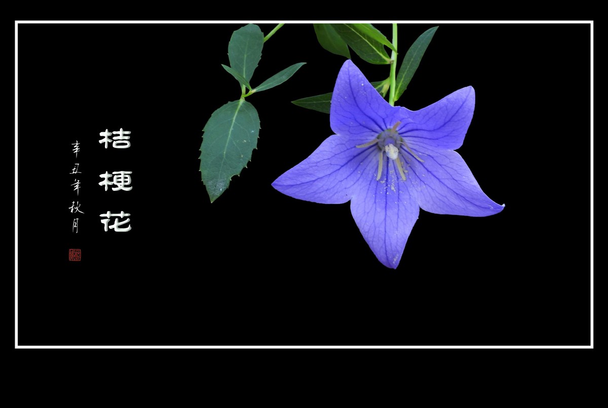 蓝色的五角星真漂亮-桔梗花