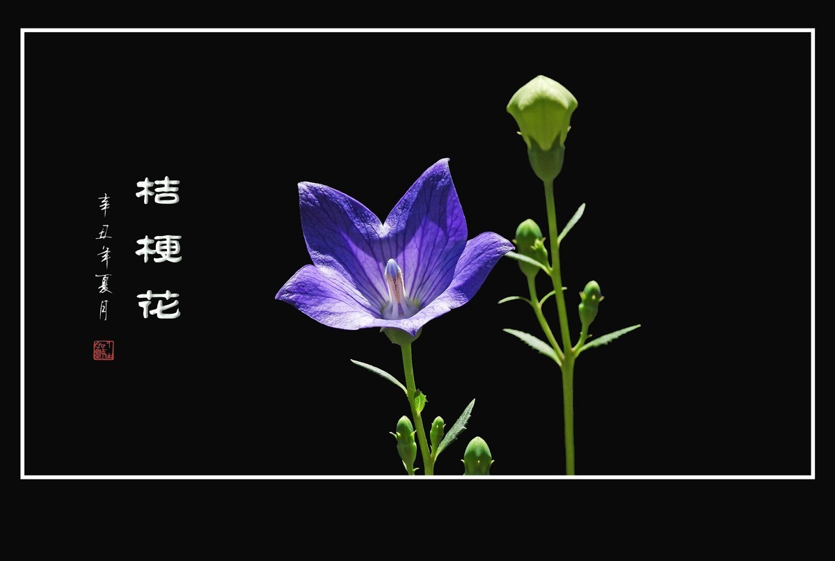 蓝色的五角星真漂亮-桔梗花