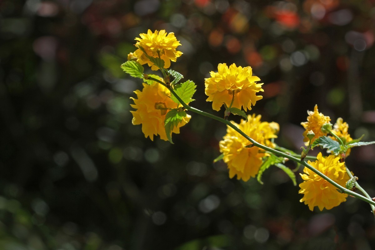 花卉-重瓣棣棠花