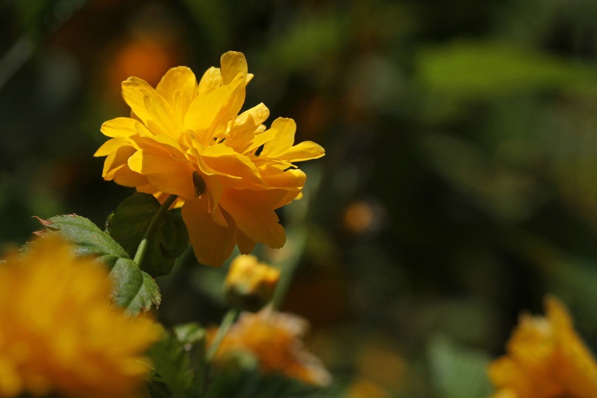 花卉-重瓣棣棠花