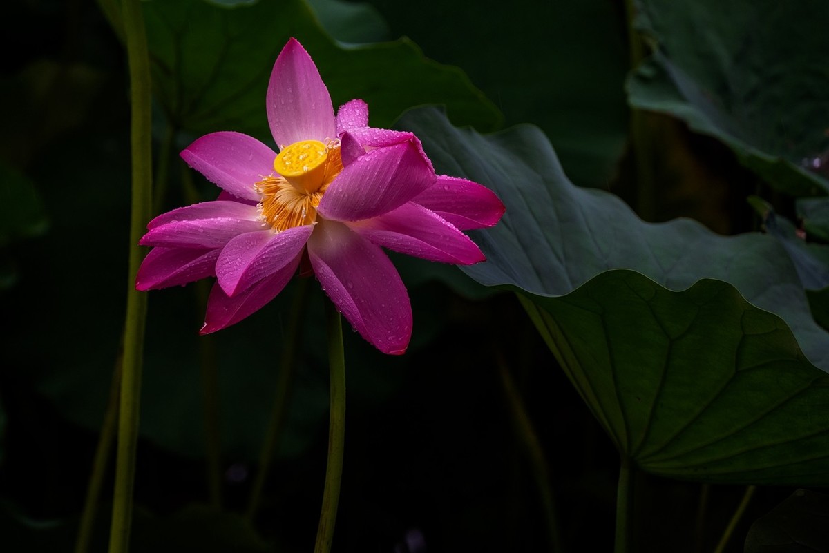 荷花飘香系列图片(22)雨荷
