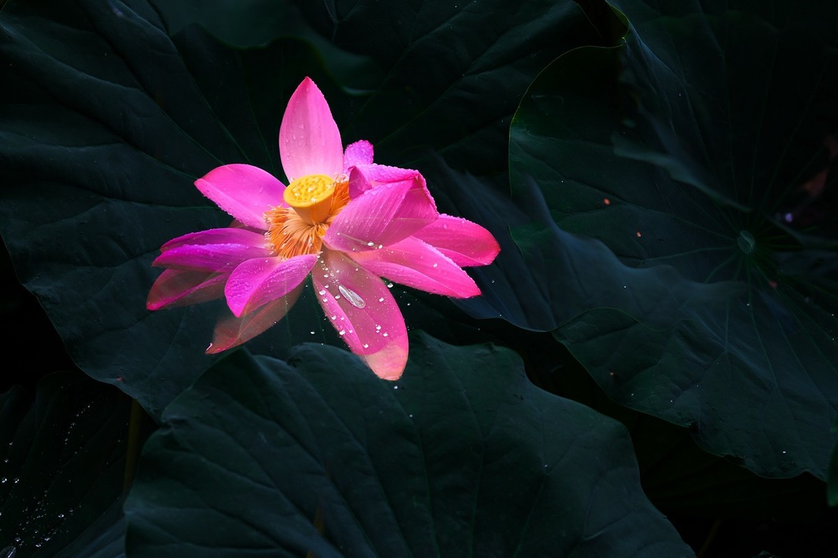 荷花飘香系列图片(22)雨荷