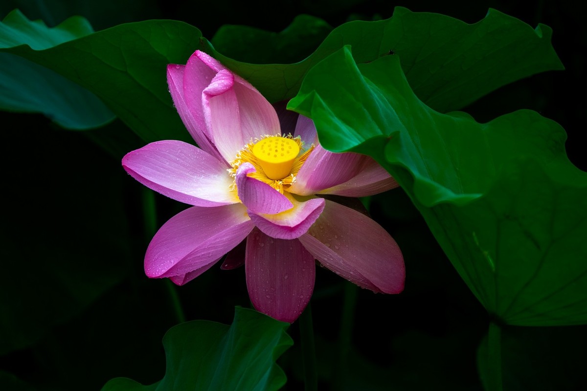 荷花飘香系列图片(22)雨荷