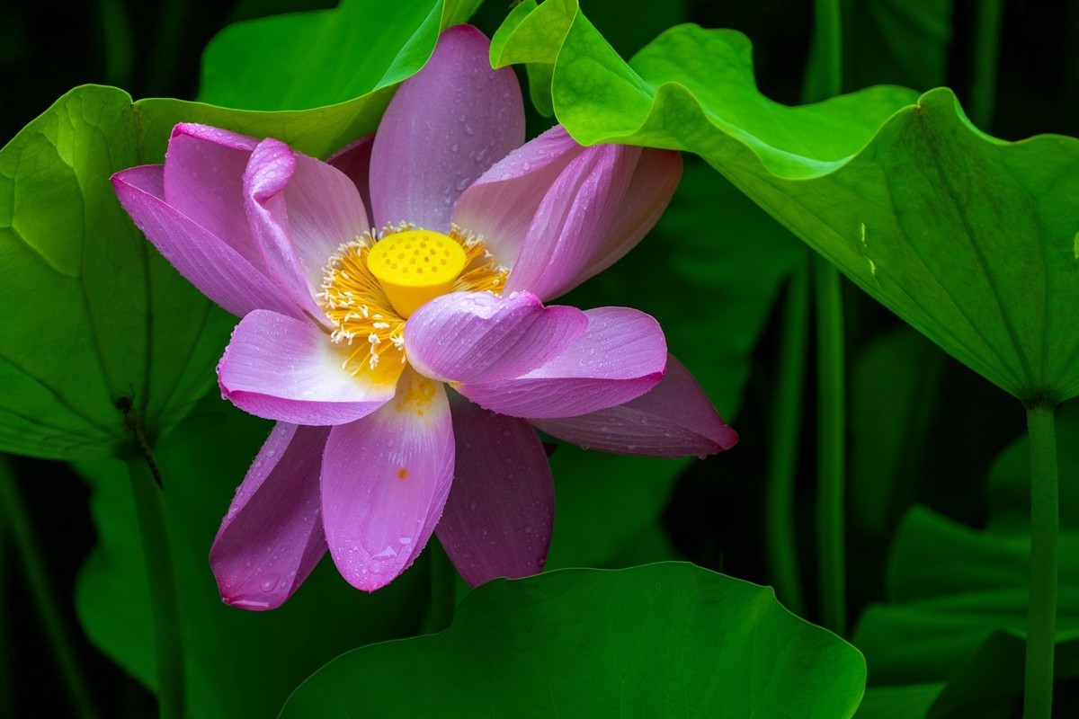 荷花飘香系列图片(22)雨荷