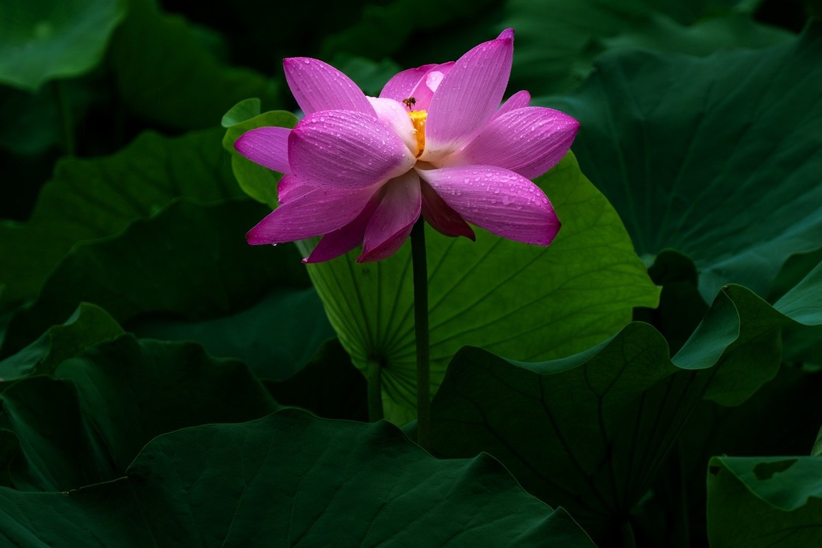 荷花飘香系列图片(22)雨荷