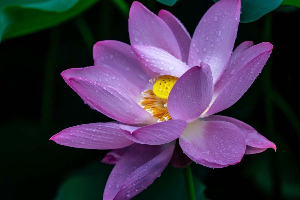 荷花飘香系列图片(22)雨荷
