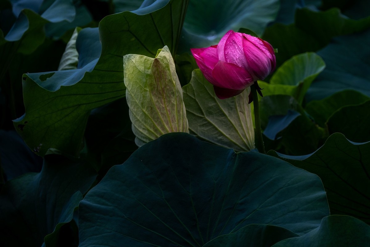 荷花飘香系列图片(22)雨荷