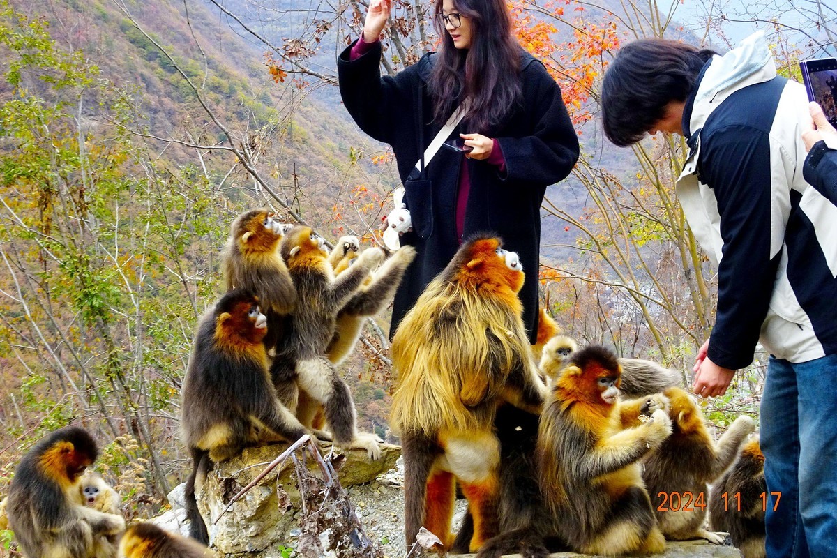 人与动物的和谐相处