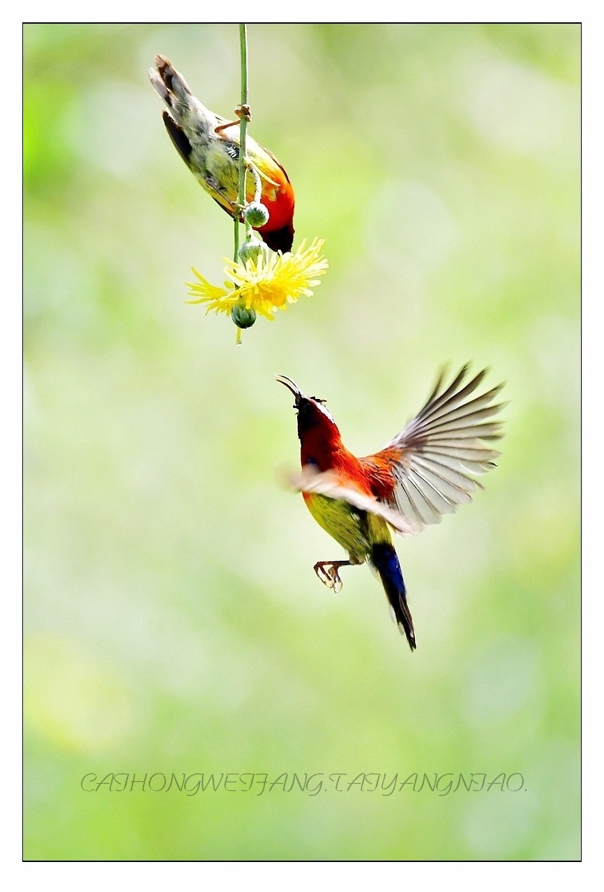 【视觉光影】太  阳  鸟（1）