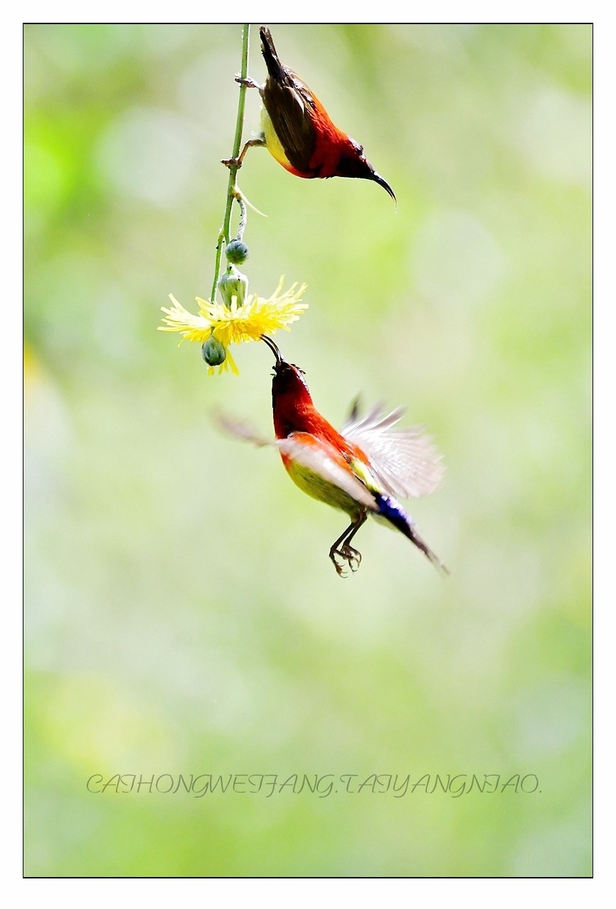 【视觉光影】太  阳  鸟（1）