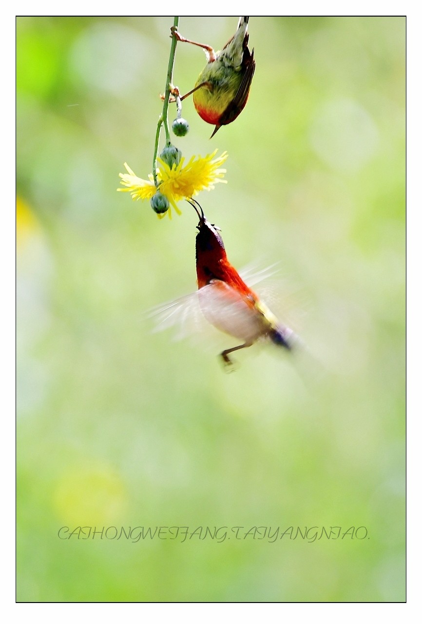 【视觉光影】太  阳  鸟（1）