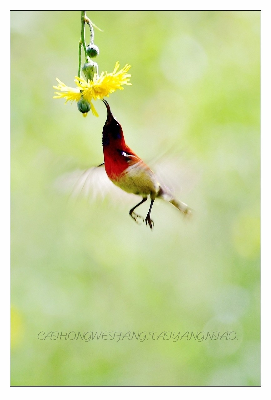 【视觉光影】太  阳  鸟（1）