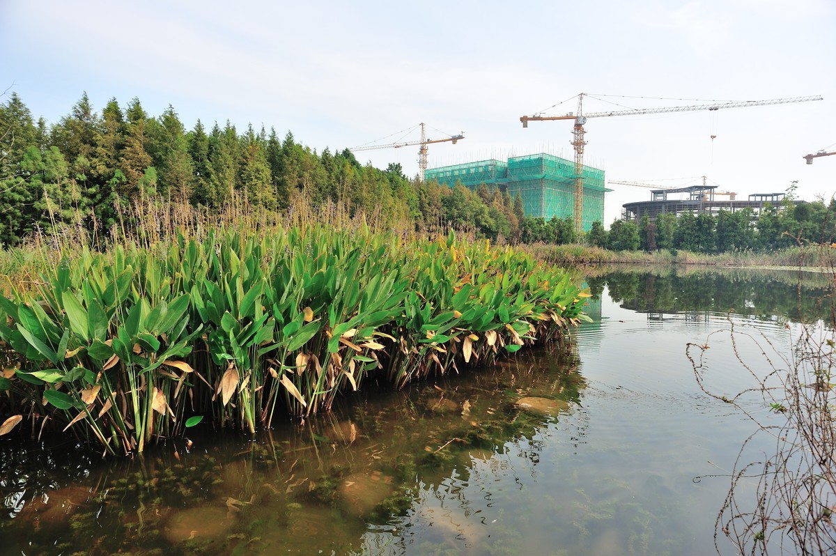 长兴岛湿地公园