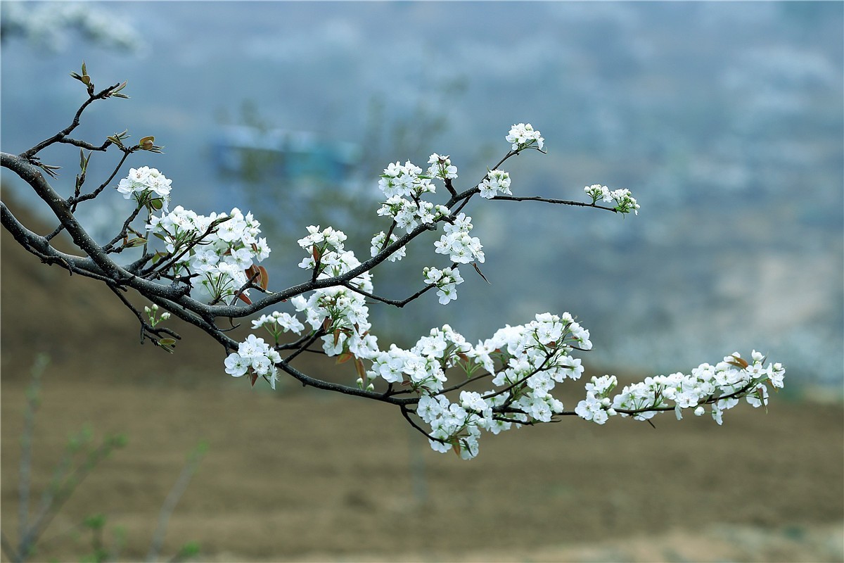 梨花盛开
