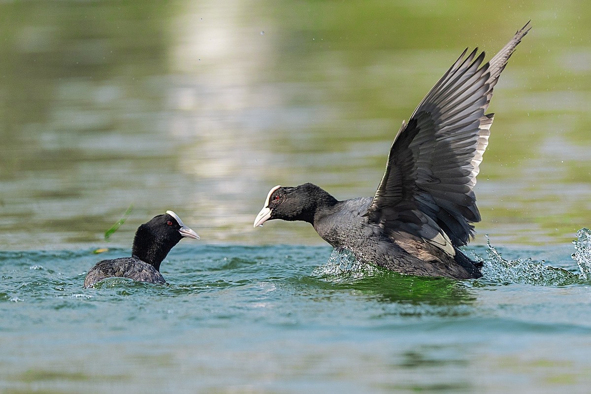 咋滴？不服就掐！