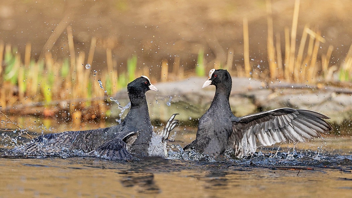 咋滴？不服就掐！