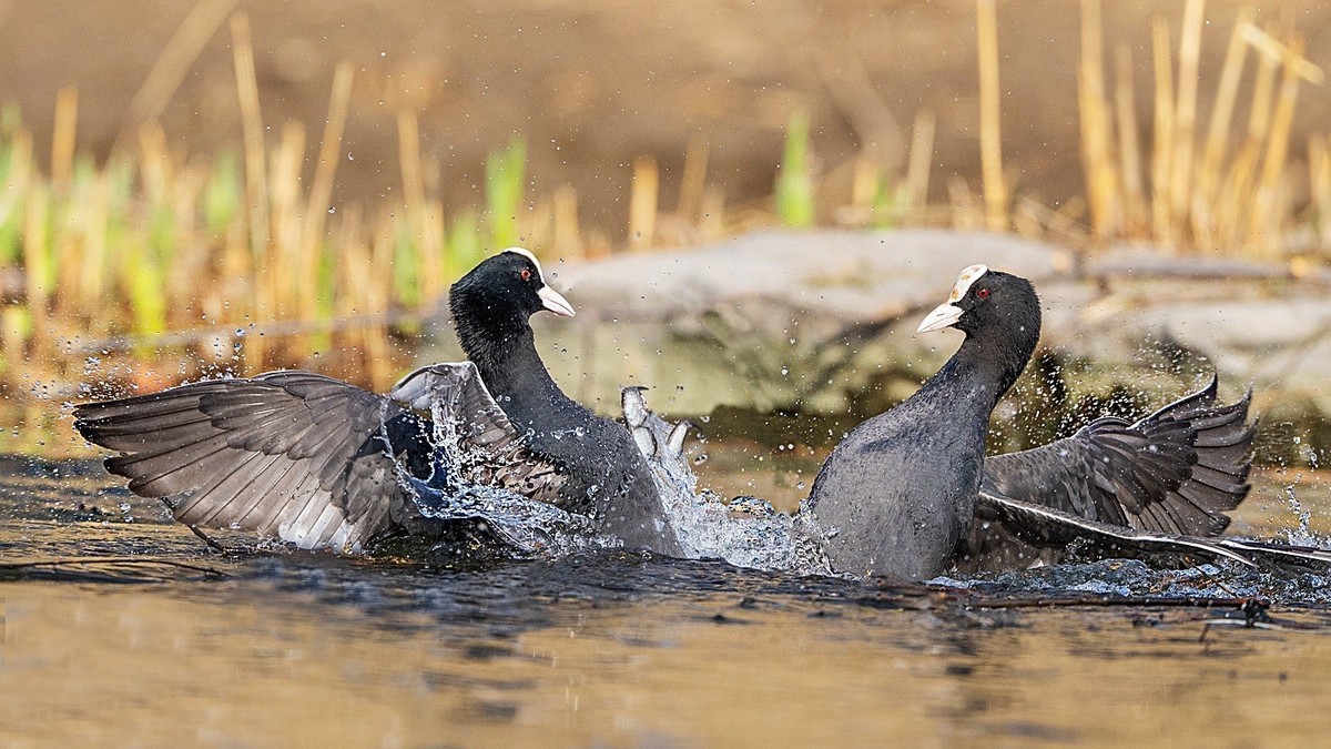 咋滴？不服就掐！