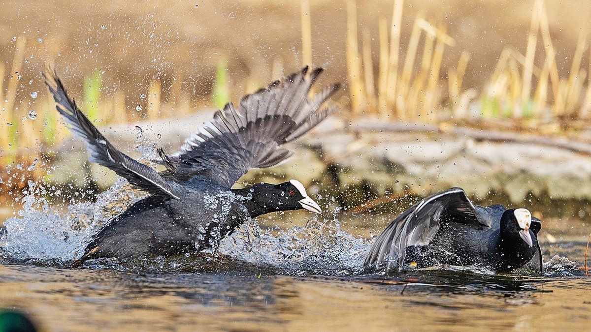 咋滴？不服就掐！
