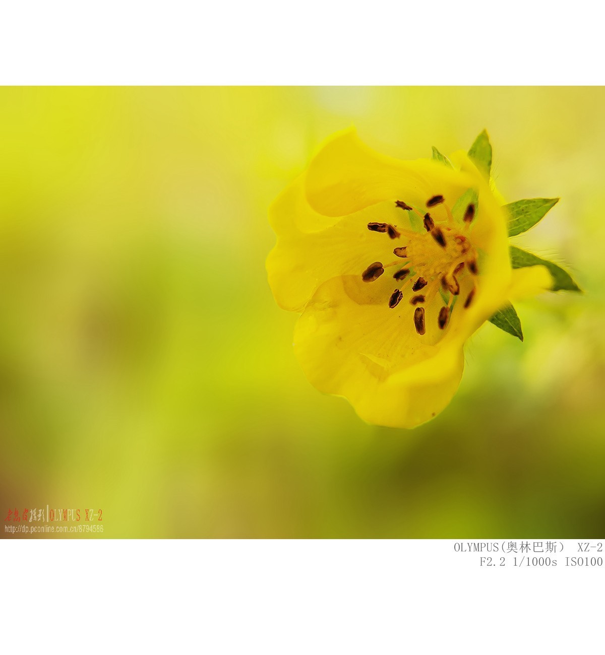 委陵菜 婆婆纳 苦荬菜等