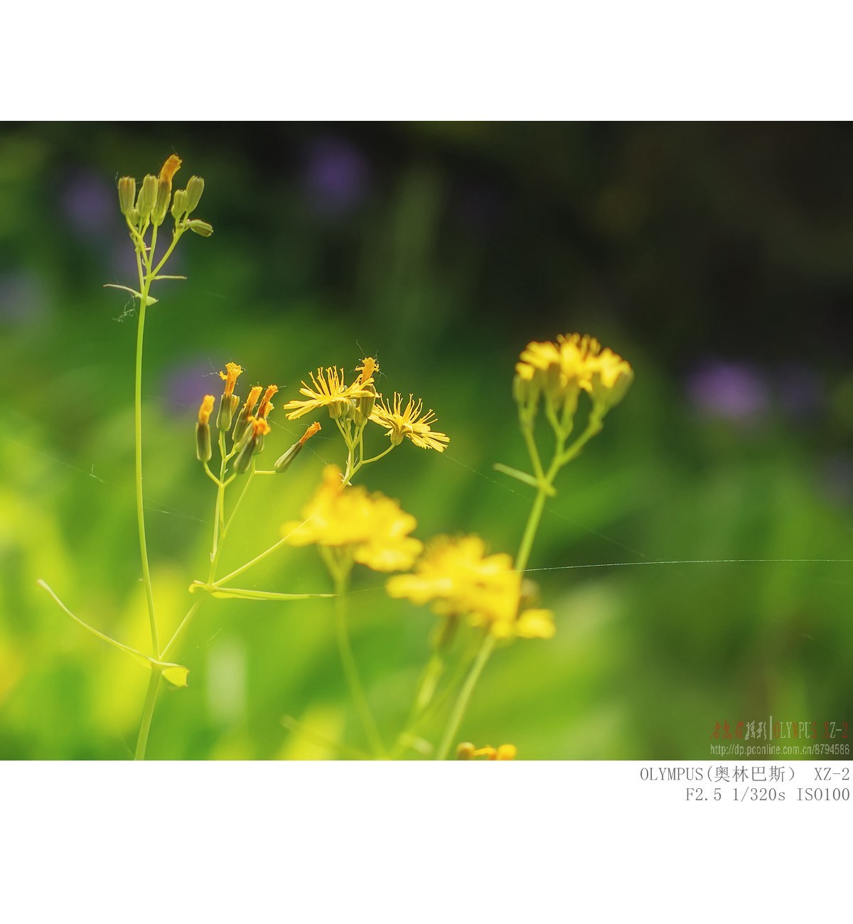 委陵菜 婆婆纳 苦荬菜等