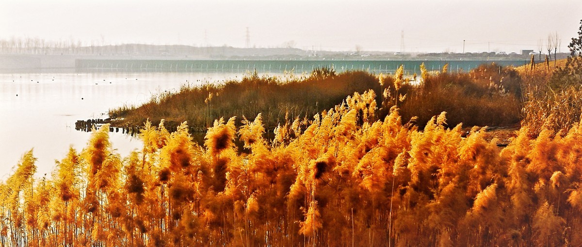 早晨遛弯随手拍（手机版）