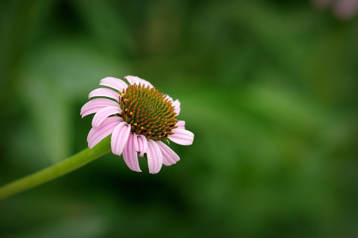 百微松果菊