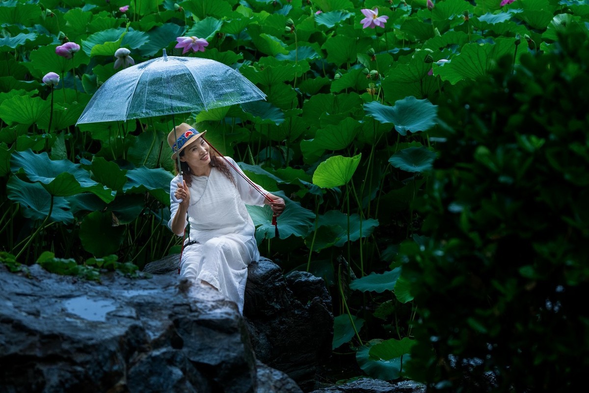 荷花飘香系列图片(11)雨后观荷(下)一女闹荷塘