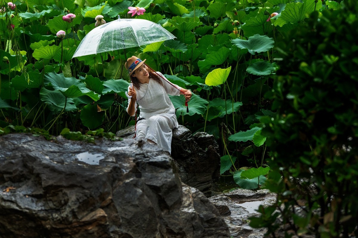 荷花飘香系列图片(11)雨后观荷(下)一女闹荷塘