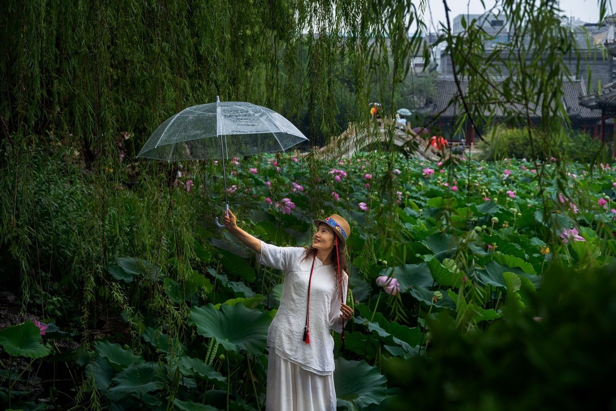 荷花飘香系列图片(11)雨后观荷(下)一女闹荷塘