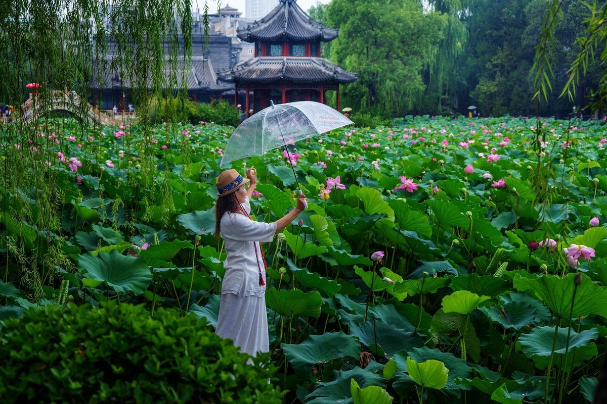 荷花飘香系列图片(11)雨后观荷(下)一女闹荷塘