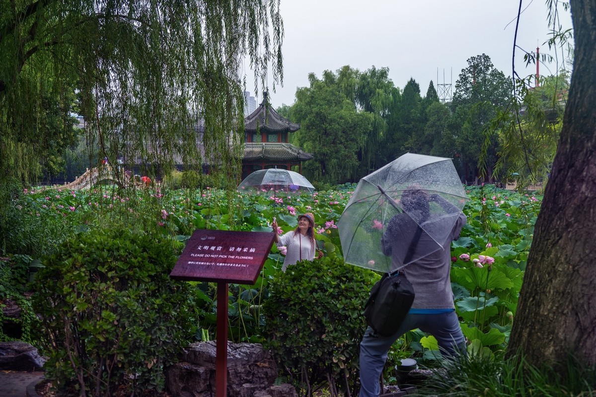 荷花飘香系列图片(11)雨后观荷(下)一女闹荷塘