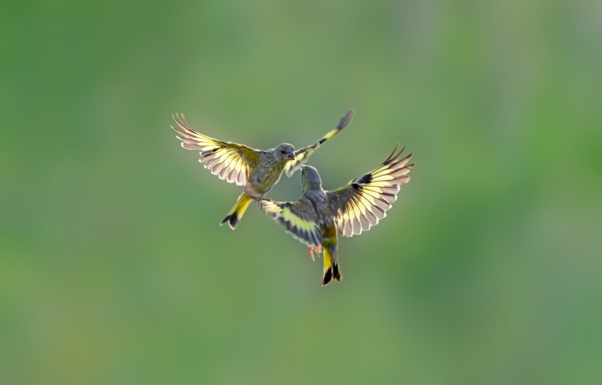 野生鸟类金翅雀空中打斗