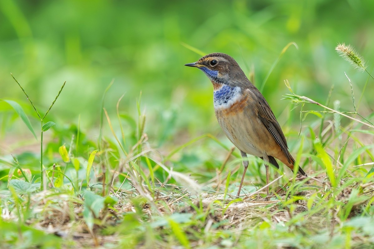 2024秋帝都公园觅鸟之收获