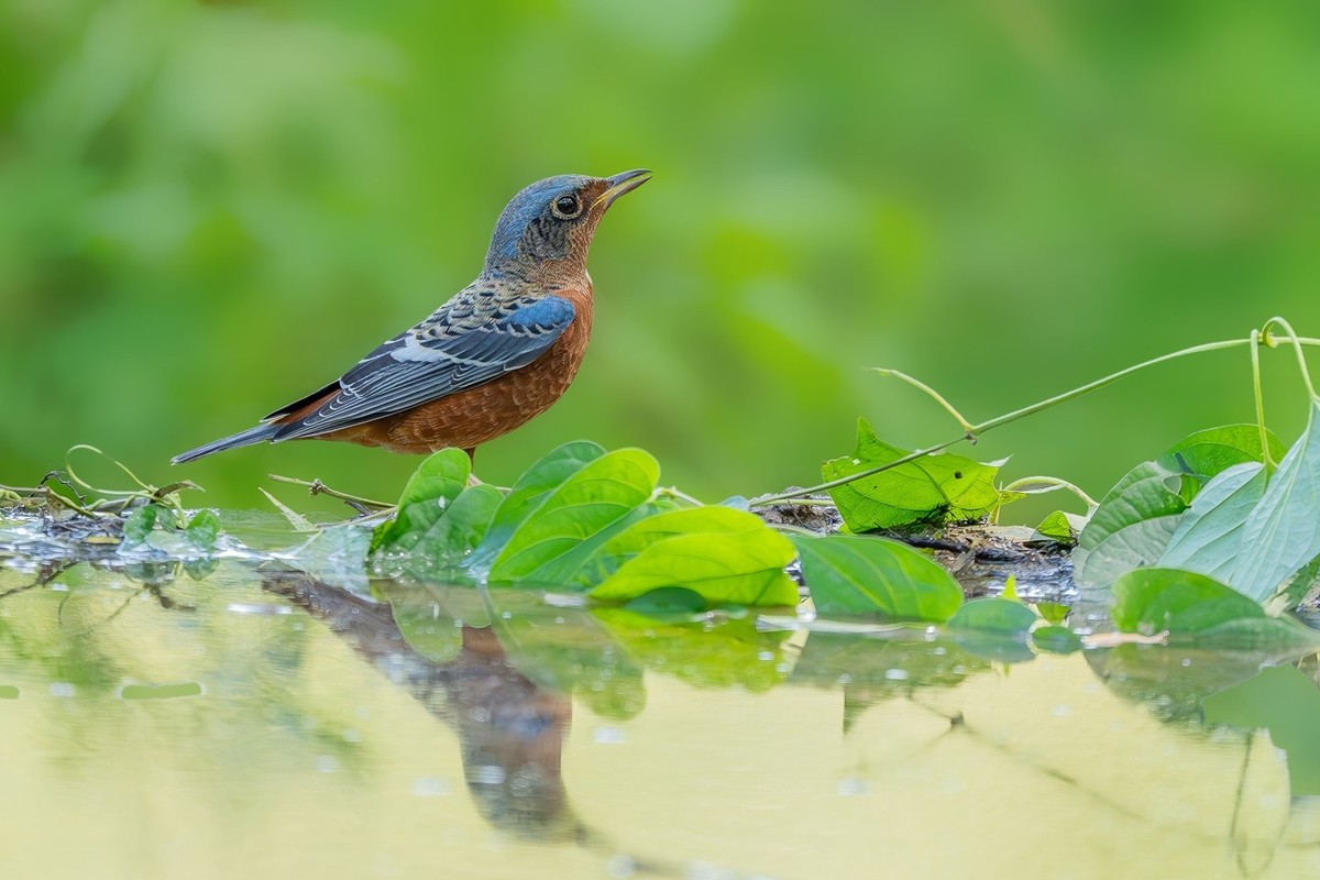 2024秋帝都公园觅鸟之收获