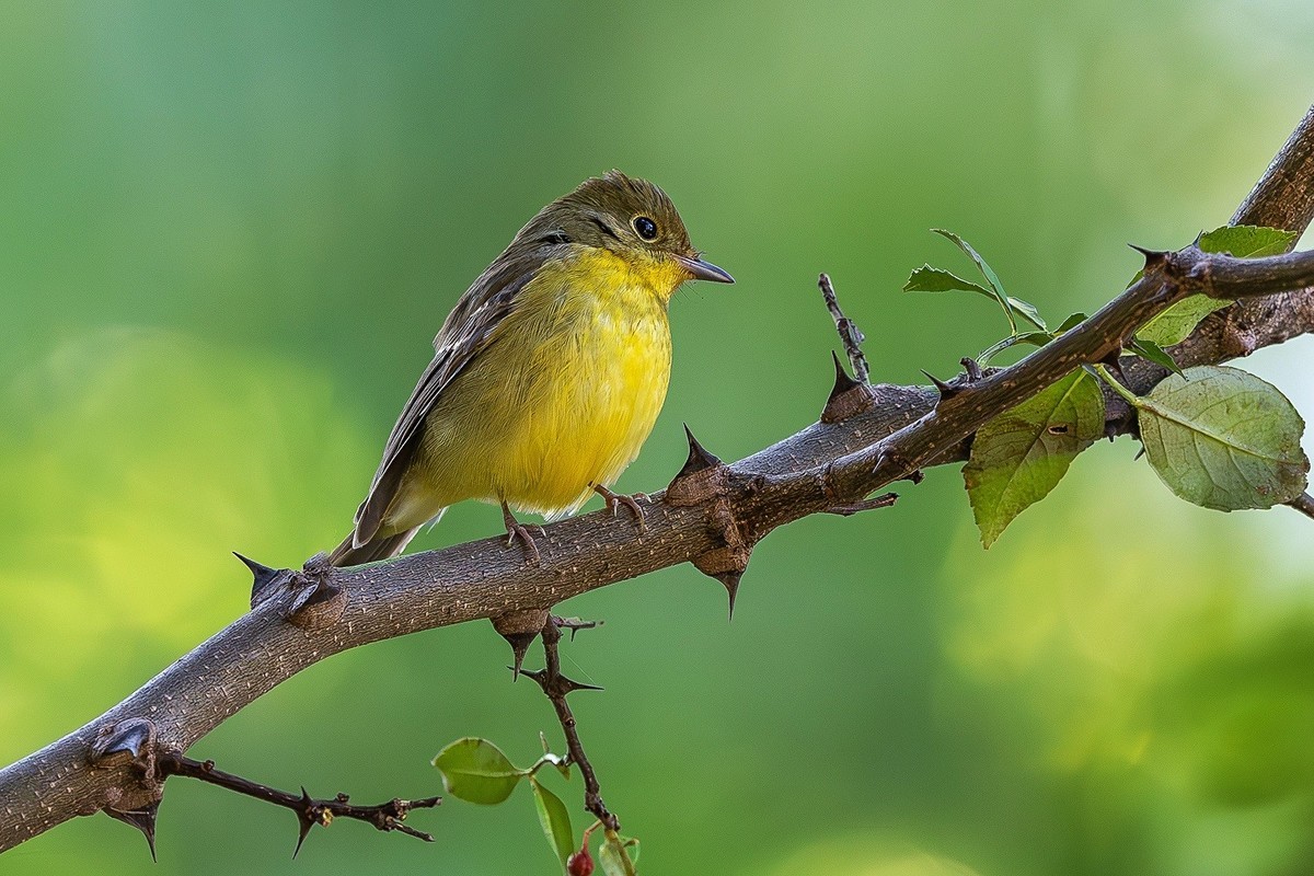 2024秋帝都公园觅鸟之收获