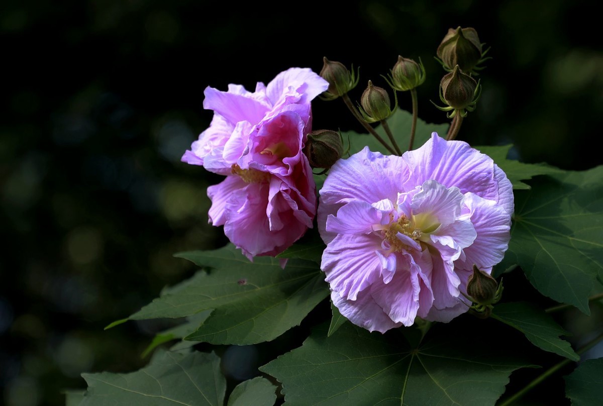 木芙蓉