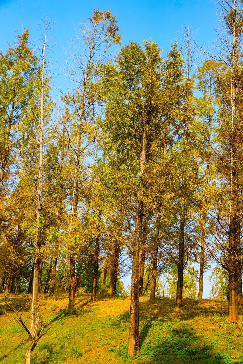 湘江芭溪州风景--2