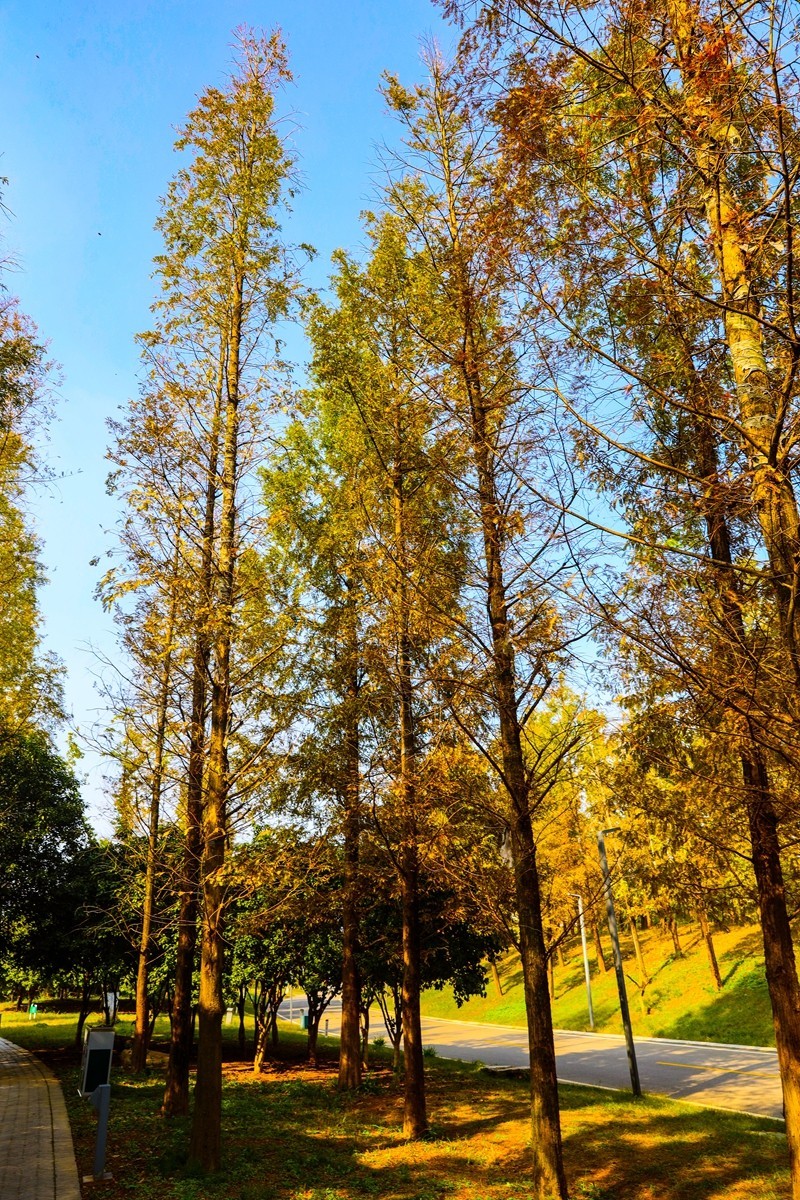 湘江芭溪州风景--2